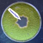 پلاسمای سرد در میکروب زدایی سطح، باکتری زدایی و قارچ زدایی
